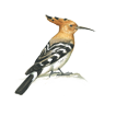 Bird Lover