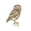 Hooty Hoot