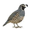 Quail